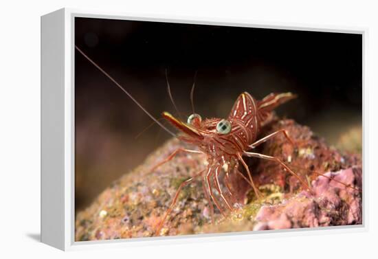 Hinge Beak Shrimp (Hinge Beak Prawn) (Rhynchocinetes Sp.) Emerges to Feed at Night-Louise Murray-Framed Premier Image Canvas