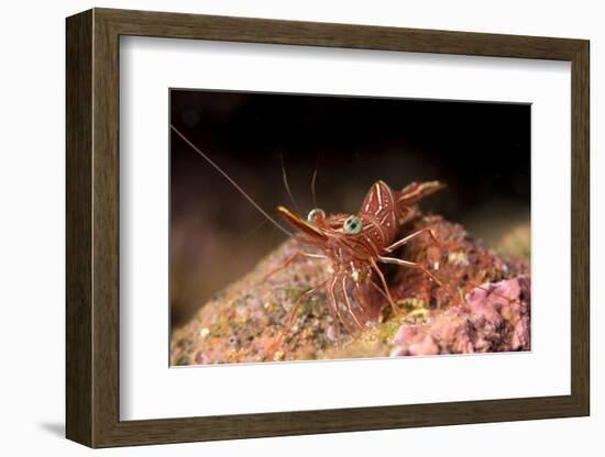 Hinge Beak Shrimp (Hinge Beak Prawn) (Rhynchocinetes Sp.) Emerges to Feed at Night-Louise Murray-Framed Photographic Print