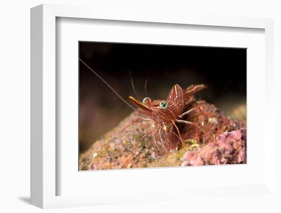 Hinge Beak Shrimp (Hinge Beak Prawn) (Rhynchocinetes Sp.) Emerges to Feed at Night-Louise Murray-Framed Photographic Print
