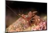 Hinge Beak Shrimp (Hinge Beak Prawn) (Rhynchocinetes Sp.) Emerges to Feed at Night-Louise Murray-Mounted Photographic Print