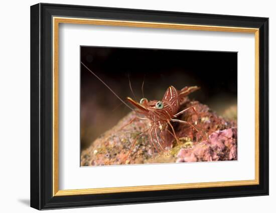 Hinge Beak Shrimp (Hinge Beak Prawn) (Rhynchocinetes Sp.) Emerges to Feed at Night-Louise Murray-Framed Photographic Print