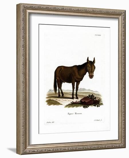 Hinny-null-Framed Giclee Print