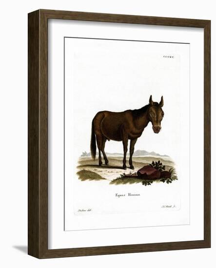 Hinny-null-Framed Giclee Print