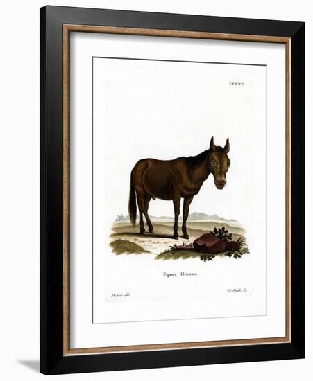 Hinny-null-Framed Giclee Print