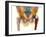 Hip Joint Replacement, X-ray-Science Photo Library-Framed Photographic Print