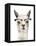 Hip Llama IV-Victoria Borges-Framed Stretched Canvas