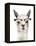 Hip Llama IV-Victoria Borges-Framed Stretched Canvas