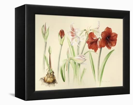 Hippeastrums in January, 2016-Alison Cooper-Framed Premier Image Canvas