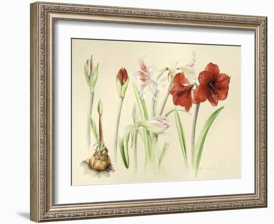 Hippeastrums in January, 2016-Alison Cooper-Framed Giclee Print