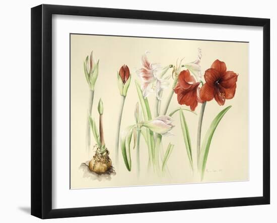 Hippeastrums in January, 2016-Alison Cooper-Framed Giclee Print
