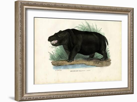 Hippo, 1863-79-Raimundo Petraroja-Framed Giclee Print