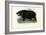 Hippo, 1863-79-Raimundo Petraroja-Framed Giclee Print