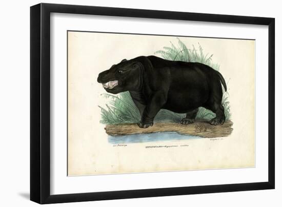 Hippo, 1863-79-Raimundo Petraroja-Framed Giclee Print