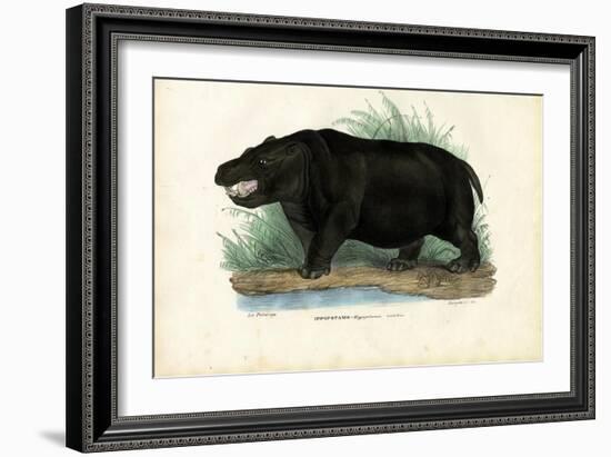 Hippo, 1863-79-Raimundo Petraroja-Framed Giclee Print