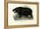 Hippo, 1863-79-Raimundo Petraroja-Framed Premier Image Canvas