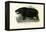 Hippo, 1863-79-Raimundo Petraroja-Framed Premier Image Canvas