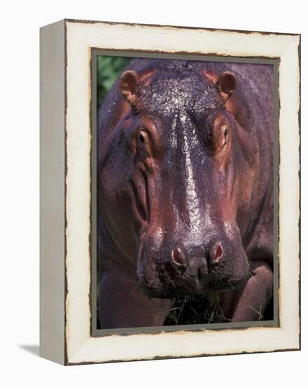 Hippo, Amboseli National Park, Kenya-Art Wolfe-Framed Premier Image Canvas