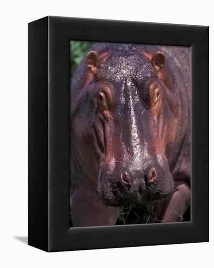 Hippo, Amboseli National Park, Kenya-Art Wolfe-Framed Premier Image Canvas