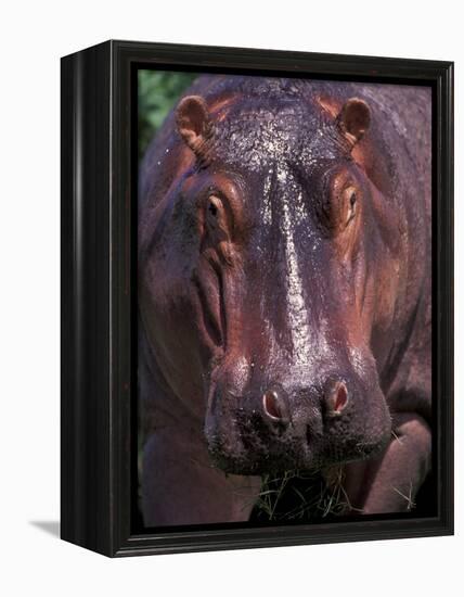 Hippo, Amboseli National Park, Kenya-Art Wolfe-Framed Premier Image Canvas