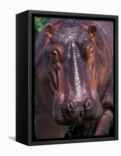 Hippo, Amboseli National Park, Kenya-Art Wolfe-Framed Premier Image Canvas