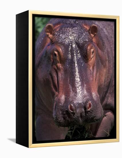 Hippo, Amboseli National Park, Kenya-Art Wolfe-Framed Premier Image Canvas