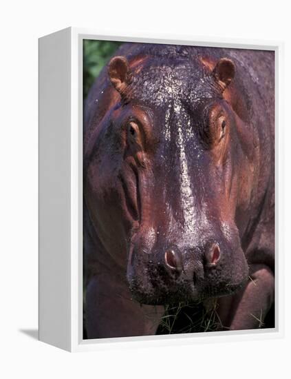 Hippo, Amboseli National Park, Kenya-Art Wolfe-Framed Premier Image Canvas