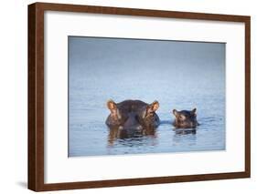 Hippo Cow and Calf, South Africa-Richard Du Toit-Framed Photographic Print