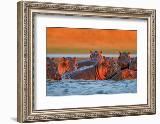 Hippo Head in the Blue Water, African Hippopotamus, Hippopotamus Amphibius Capensis, with Evening S-Ondrej Prosicky-Framed Photographic Print