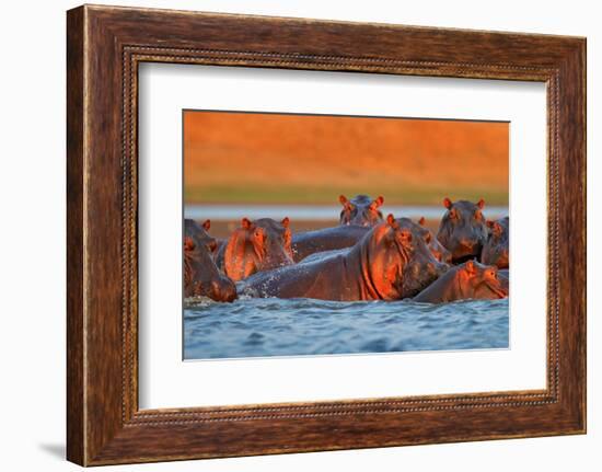 Hippo Head in the Blue Water, African Hippopotamus, Hippopotamus Amphibius Capensis, with Evening S-Ondrej Prosicky-Framed Photographic Print