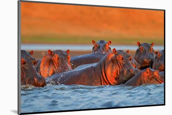 Hippo Head in the Blue Water, African Hippopotamus, Hippopotamus Amphibius Capensis, with Evening S-Ondrej Prosicky-Mounted Photographic Print