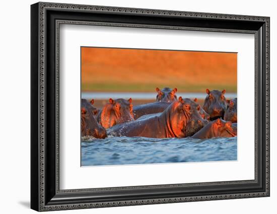 Hippo Head in the Blue Water, African Hippopotamus, Hippopotamus Amphibius Capensis, with Evening S-Ondrej Prosicky-Framed Photographic Print