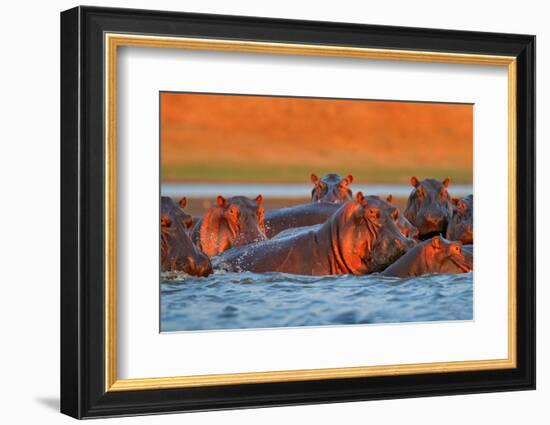 Hippo Head in the Blue Water, African Hippopotamus, Hippopotamus Amphibius Capensis, with Evening S-Ondrej Prosicky-Framed Photographic Print