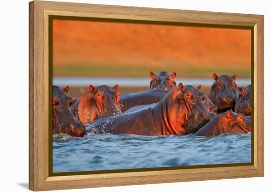 Hippo Head in the Blue Water, African Hippopotamus, Hippopotamus Amphibius Capensis, with Evening S-Ondrej Prosicky-Framed Premier Image Canvas