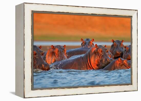 Hippo Head in the Blue Water, African Hippopotamus, Hippopotamus Amphibius Capensis, with Evening S-Ondrej Prosicky-Framed Premier Image Canvas