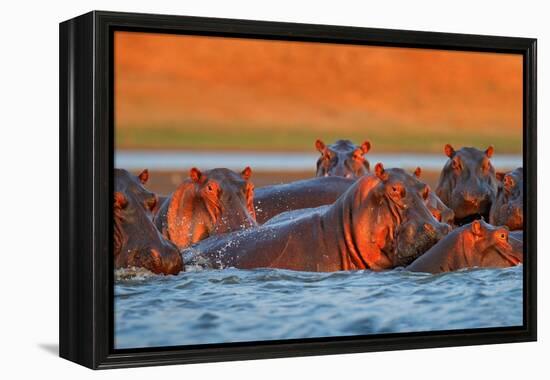 Hippo Head in the Blue Water, African Hippopotamus, Hippopotamus Amphibius Capensis, with Evening S-Ondrej Prosicky-Framed Premier Image Canvas