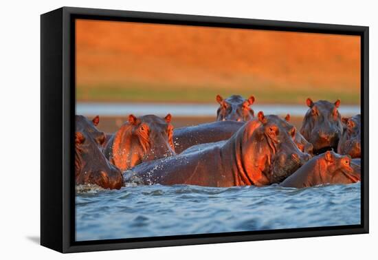 Hippo Head in the Blue Water, African Hippopotamus, Hippopotamus Amphibius Capensis, with Evening S-Ondrej Prosicky-Framed Premier Image Canvas