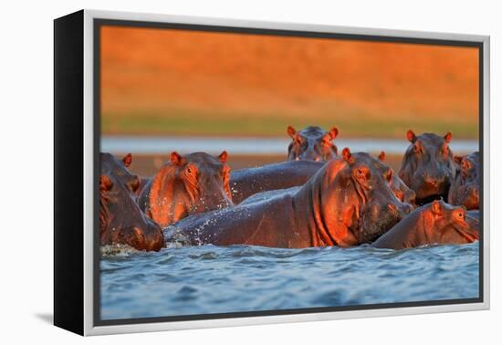 Hippo Head in the Blue Water, African Hippopotamus, Hippopotamus Amphibius Capensis, with Evening S-Ondrej Prosicky-Framed Premier Image Canvas