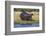 Hippo (Hippopotamus amphibius), Chobe National Park, Botswana-Ann and Steve Toon-Framed Photographic Print