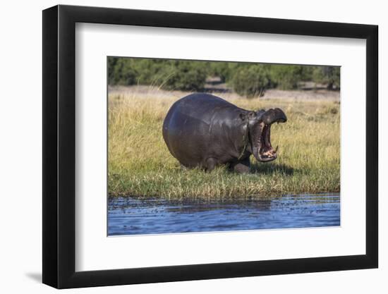 Hippo (Hippopotamus amphibius), Chobe National Park, Botswana-Ann and Steve Toon-Framed Photographic Print