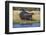 Hippo (Hippopotamus amphibius), Chobe National Park, Botswana-Ann and Steve Toon-Framed Photographic Print