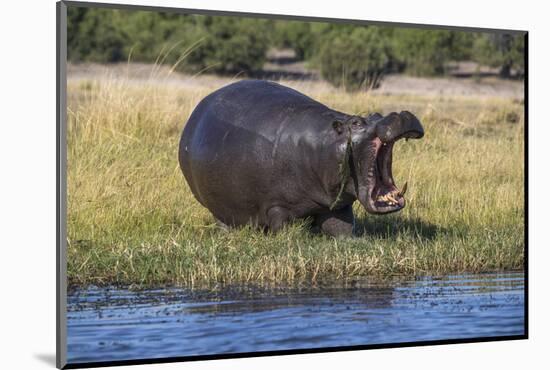 Hippo (Hippopotamus amphibius), Chobe National Park, Botswana-Ann and Steve Toon-Mounted Photographic Print