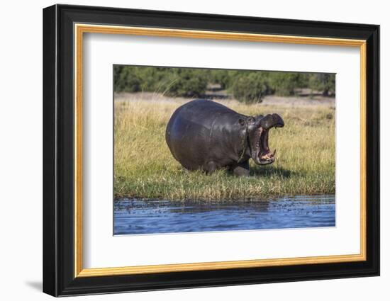 Hippo (Hippopotamus amphibius), Chobe National Park, Botswana-Ann and Steve Toon-Framed Photographic Print