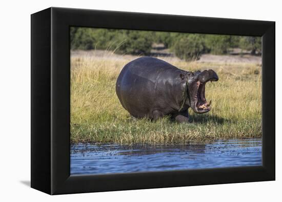 Hippo (Hippopotamus amphibius), Chobe National Park, Botswana-Ann and Steve Toon-Framed Premier Image Canvas