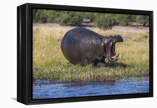 Hippo (Hippopotamus amphibius), Chobe National Park, Botswana-Ann and Steve Toon-Framed Premier Image Canvas