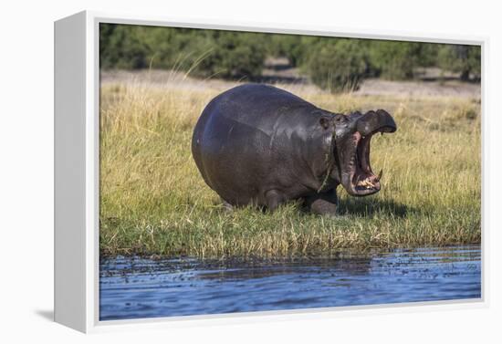 Hippo (Hippopotamus amphibius), Chobe National Park, Botswana-Ann and Steve Toon-Framed Premier Image Canvas