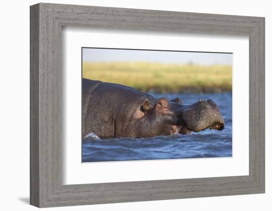 Hippo (Hippopotamus amphibius), Chobe National Park, Botswana-Ann and Steve Toon-Framed Photographic Print