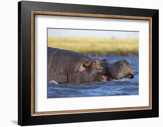 Hippo (Hippopotamus amphibius), Chobe National Park, Botswana-Ann and Steve Toon-Framed Photographic Print