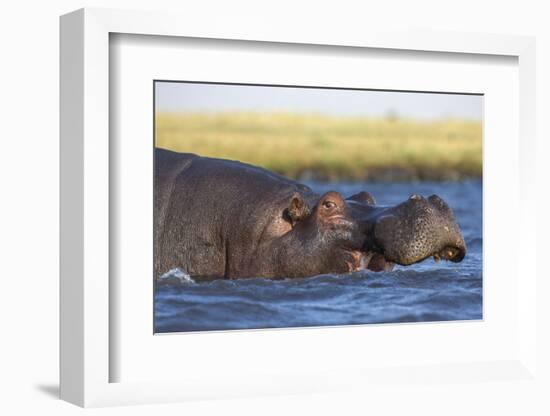 Hippo (Hippopotamus amphibius), Chobe National Park, Botswana-Ann and Steve Toon-Framed Photographic Print