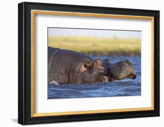 Hippo (Hippopotamus amphibius), Chobe National Park, Botswana-Ann and Steve Toon-Framed Photographic Print