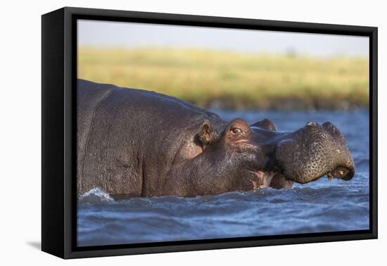 Hippo (Hippopotamus amphibius), Chobe National Park, Botswana-Ann and Steve Toon-Framed Premier Image Canvas